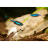 Neon simulans, neon zielony, Paracheirodon simulans